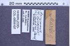 Etiketten zu Agrypnus armatus (Candèze, 1889) (NHMW-ZOO-COL-0008107)